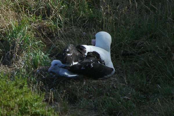Royal Albatross Parent and Chick