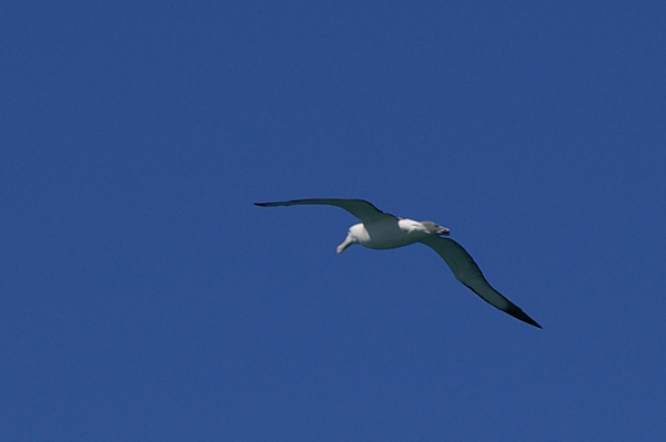 Royal Albatross in Flight