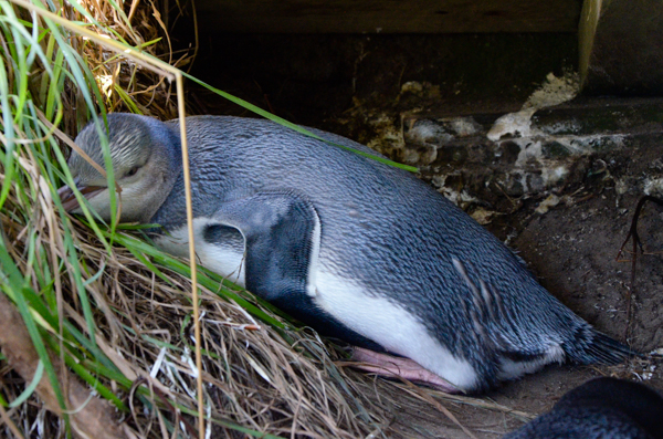 Sleeping juvenile penguin