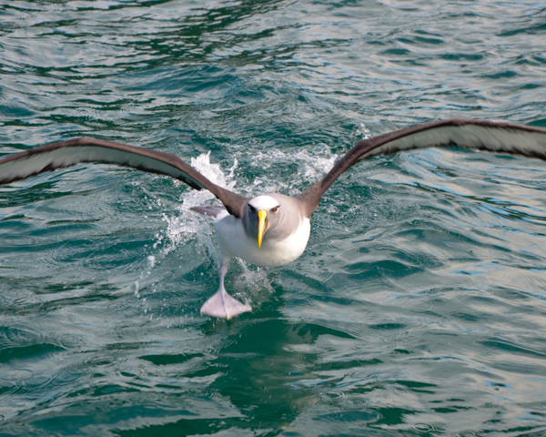 Albatross taking off