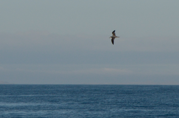 Cook's Petrel