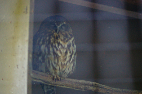 Morepork