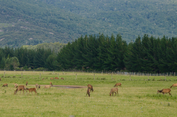 Deer Farm