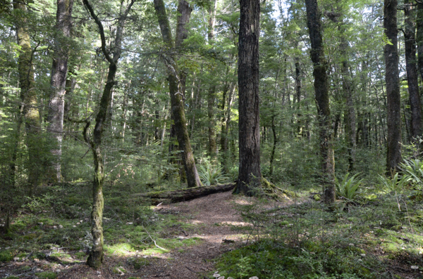 Regenerating Beech Forest