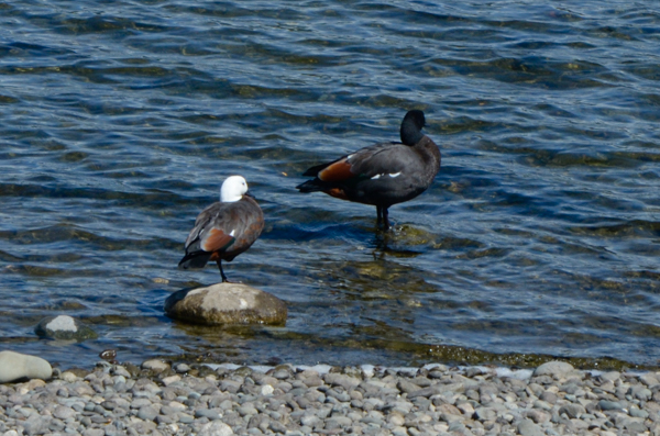 Paradise Shelduck