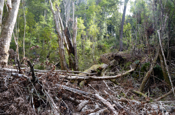 Treelanche Debris