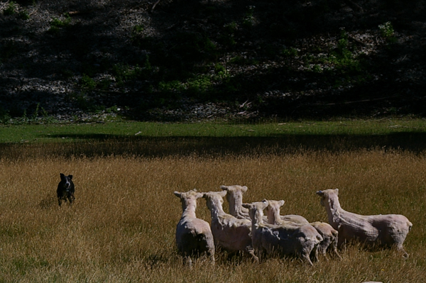 NZ Eye Dog Working Sheep