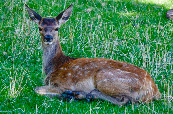 Red deer fawn