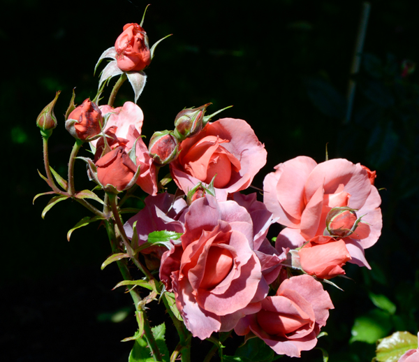 Queen's Garden Roses