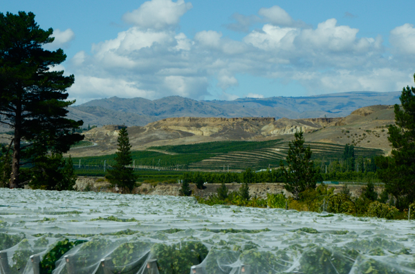 Central Otago Vineyards