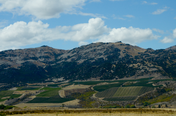 Vineyards