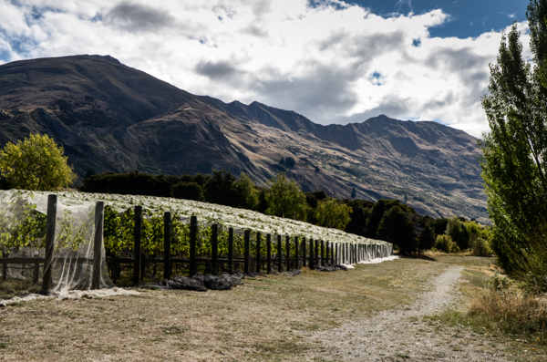 Wanaka Vineyard