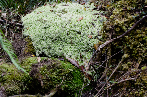 Sphagnum moss