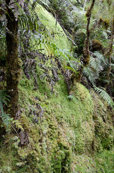 Sphagnum Moss fall