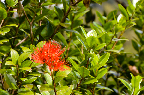 Rata Flower