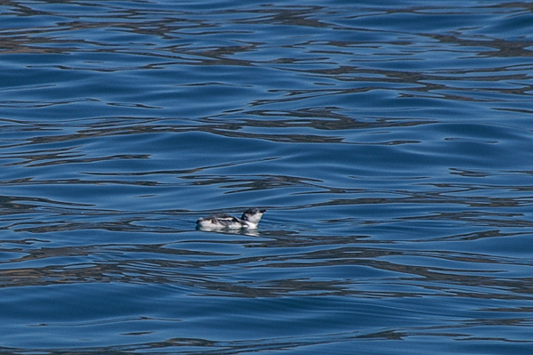 Blue Penguin at Sea