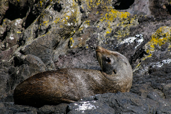 Fur seal