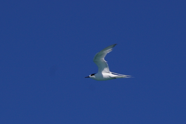 Tern