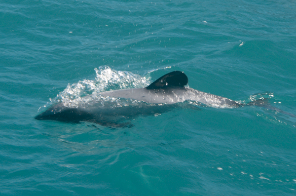 Hector's Dolphin