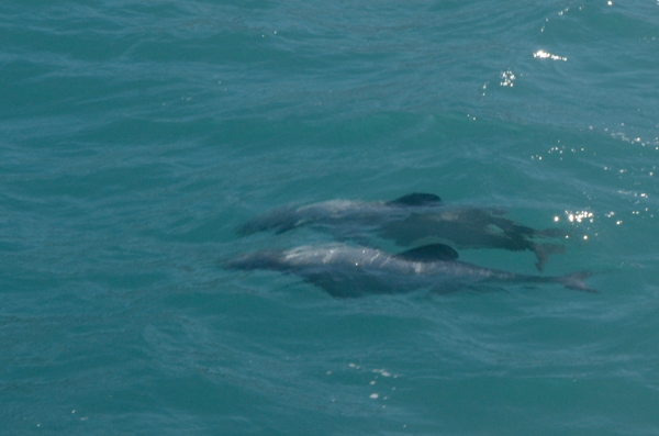 Hector's Dolphins