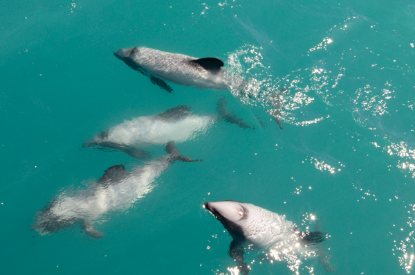 Hector's Dolphins