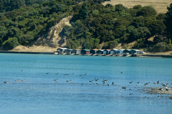 Canada Geese