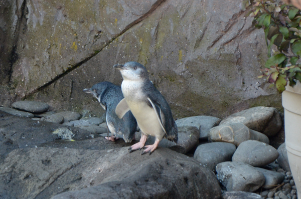 International Antarctic Center