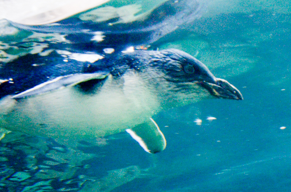 Blue Penguin Under Water