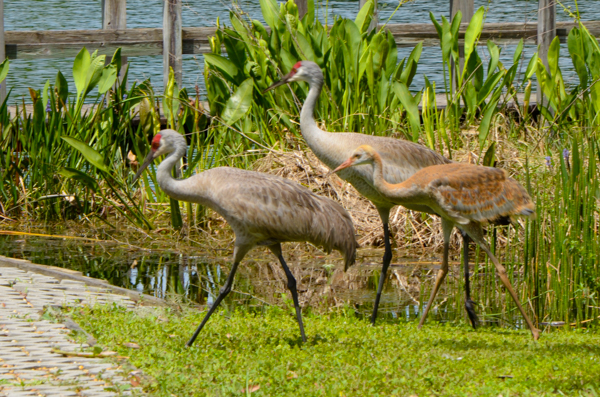 Sandhill Cranes