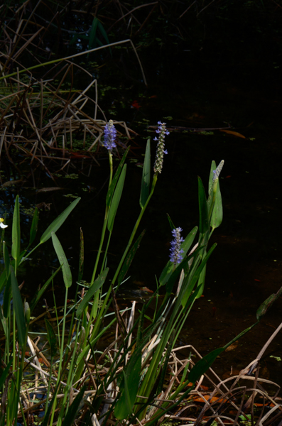 Pickerelweed