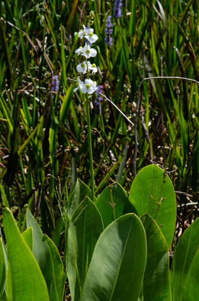 Water weeds