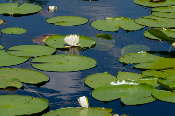 Water lilies