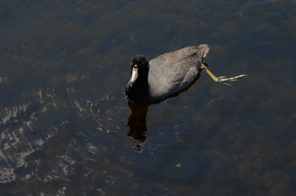 Amerian Coot