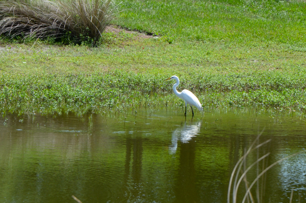 Egret