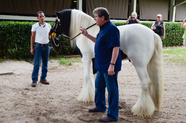 Gypsy Gold Stallion