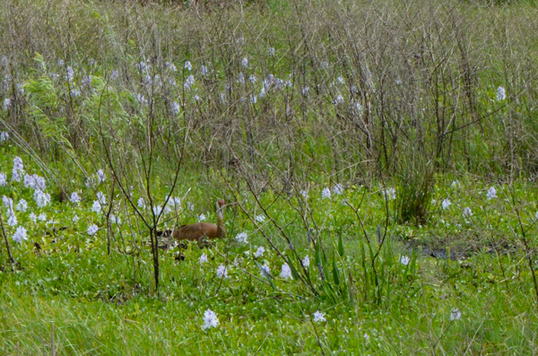 Sandhill crane