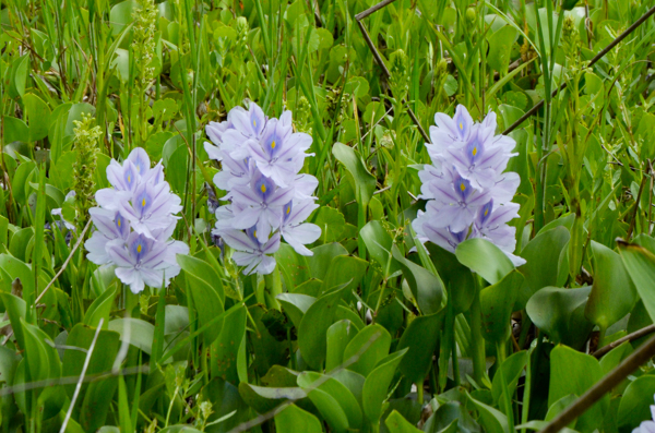 Water Hyacinth