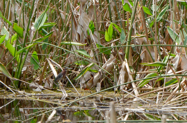 Green Heron?