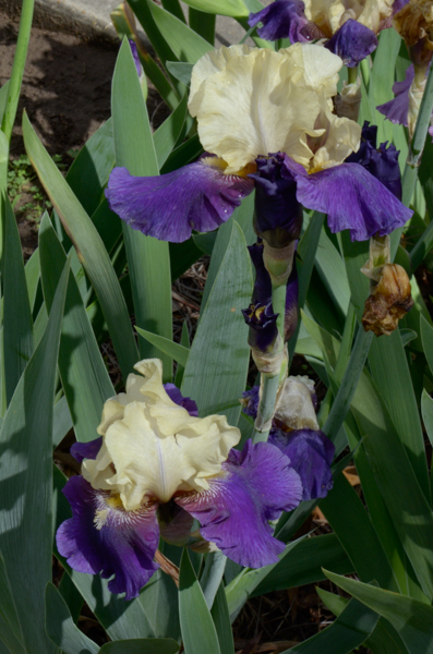 Iris