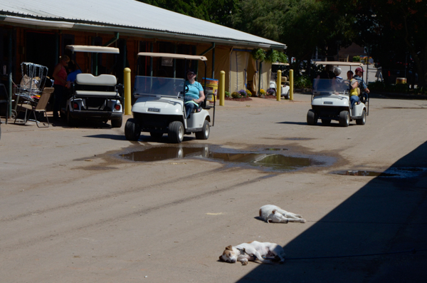 Dogs and golf carts