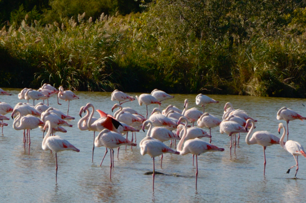 Flamingo display
