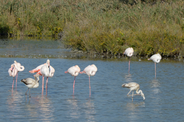 Juvenile flamingos