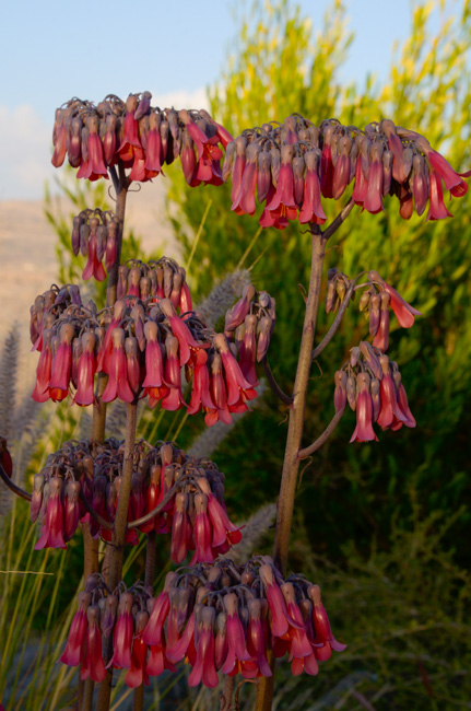 Trumpet flowers