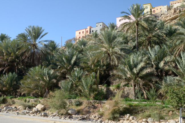 Palm terraces