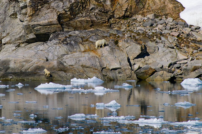 Polar bears, Napassorssuaq Fjord