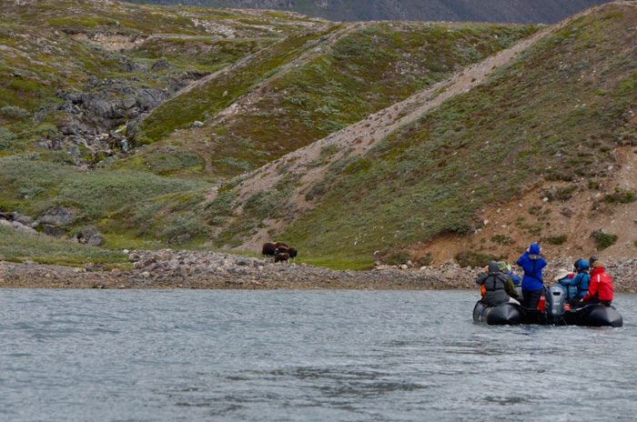 Muskoxen, Ikka Fjord