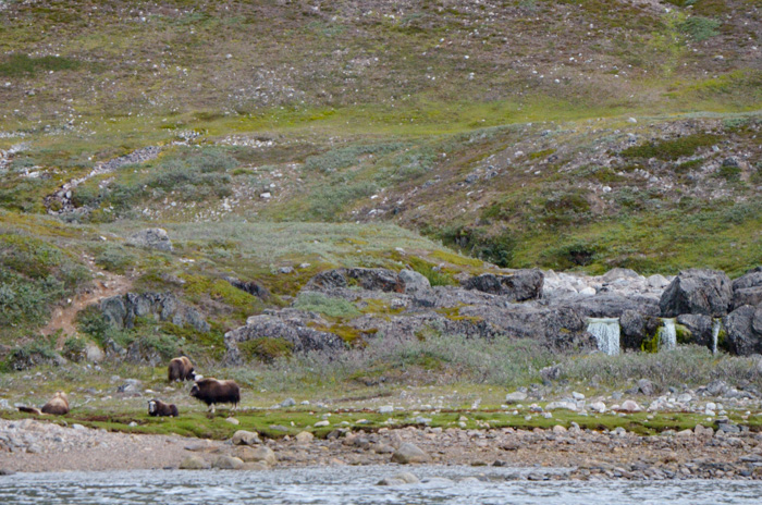 Muskoxen, Ikka Fjord, Greenland
