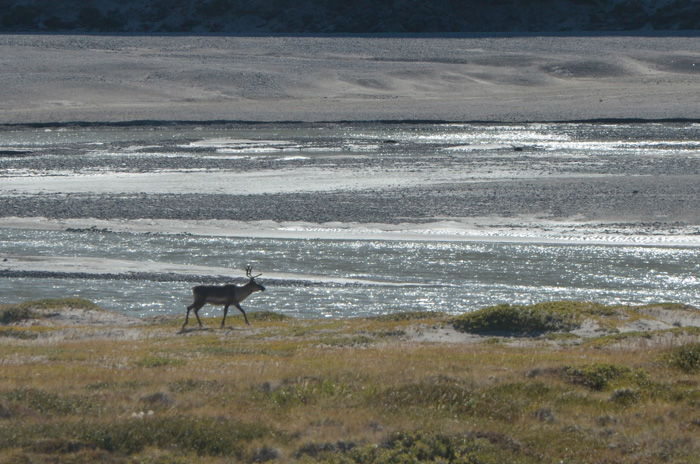 Caribou