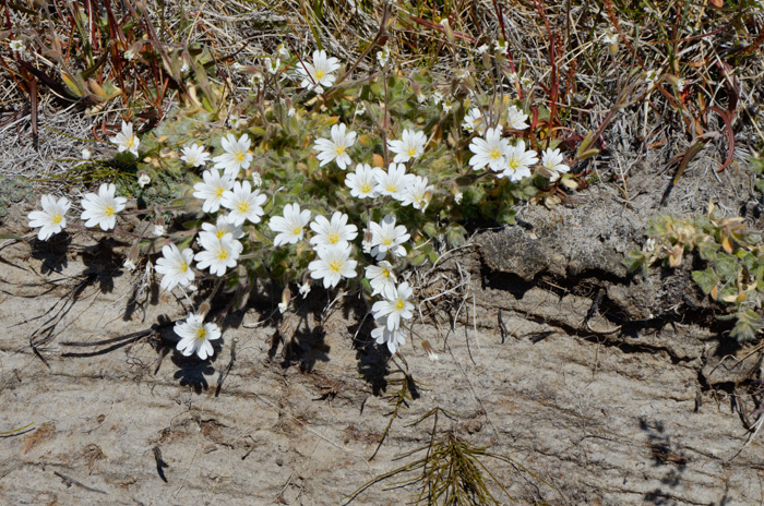 Cerastium arcticum