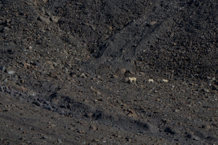 Polar Bear and cubs, Nansen Fjord, Greenland